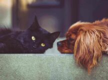 Gato negro y perro marrón