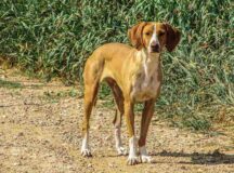Perro callejero