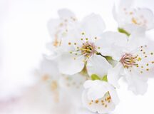 Flores blancas